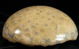 Deteailed Polished Fossil Coral Head - Morocco #12121-1